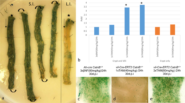 figure-results-1 Digestive tract sections and bar graph showing genetic manipulation impact; includes histological images.