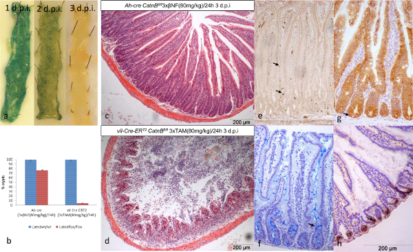 figure-results-2 Histopathology: intestinal tissue sections, staining analysis, experimental immunohistochemistry results.