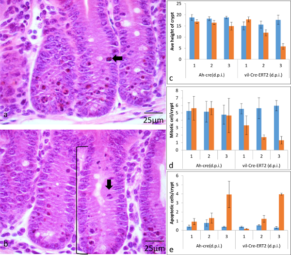 figure-results-3 Histological analysis of intestinal crypts; 25μm sections and bar graphs showing cell metrics, apoptosis.