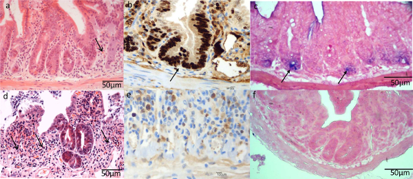 figure-results-4 Histology micrographs showing colorectal tissue samples, staining methods, and cellular morphology.