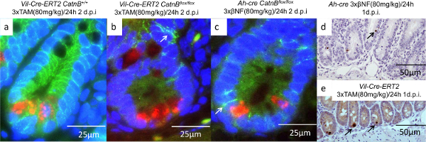 figure-results-5 Fluorescent microscopy of intestinal cells with genetic markers; comparative study of treatments.