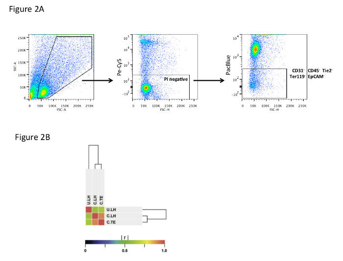 Murine Dermal Fibroblast Isolation by FACS