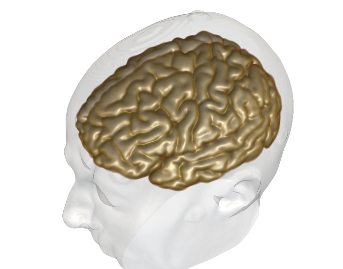 3D brain model overlaying head; neuroimaging illustration; anatomy visualization.