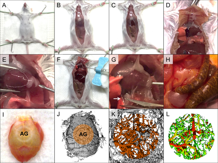 Mouse dissection procedure diagram for anatomical study, showing tissue and organ locations.