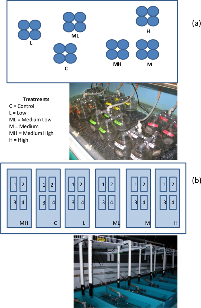 Experimental aquatic setup with variable treatment levels: control, low, medium, high, diagram, photo.