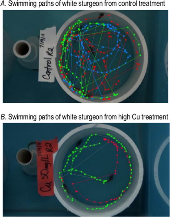 White sturgeon swimming path diagram, control vs. high Cu treatment, behavior analysis experiment.