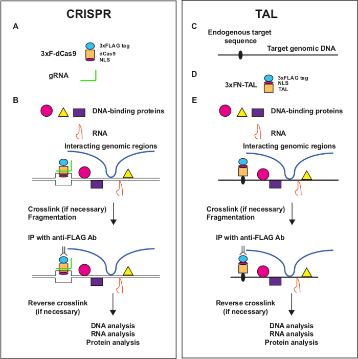 CRISPR and TAL diagrams showing DNA-protein interactions, genomic regions, crosslinking, and analysis.