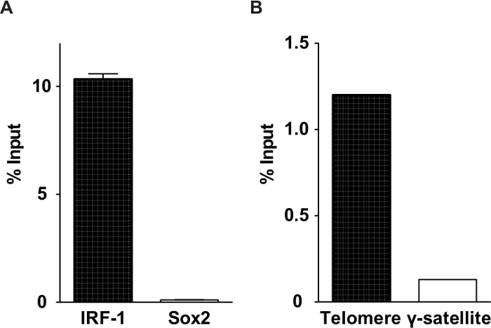Chromatin immunoprecipitation; % input data; bar graph; IRF-1, Sox2, telomere γ-satellite comparison.