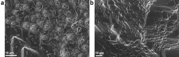 figure-results-6 Electron microscopy images of surface structures; micro-scale cellular and layered formations.