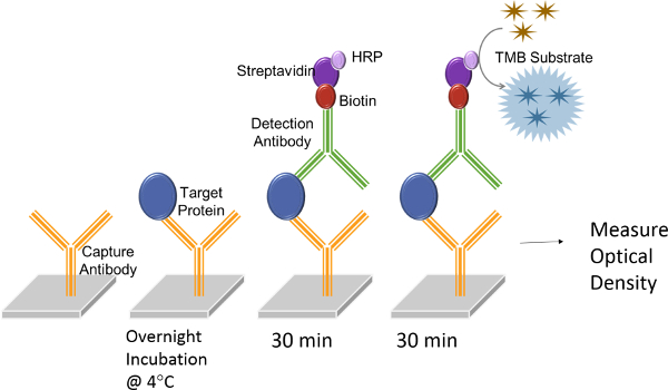 figure-results-2 ELISA process diagram; protein detection method, optical density measurement, antibody interaction.