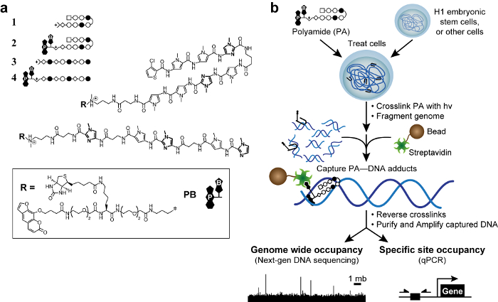 figure-introduction-1 Polyamide-DNA adduct formation diagram involves sequencing; genome analysis via qPCR, sequencing.