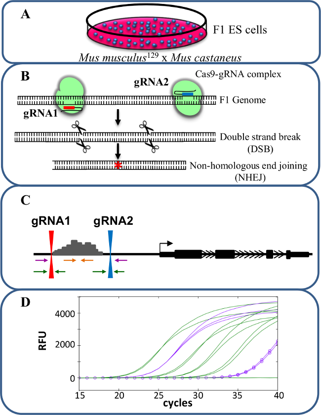 figure-introduction-1 Gene editing process; Cas9-gRNA, DNA double strand break; diagram and PCR results; CRISPR method.