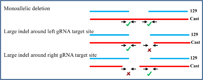 figure-results-3 Gene editing diagram; monoallelic deletion, gRNA target site indels, DNA sequence comparison.