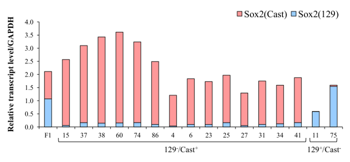 figure-results-5 Sox2 transcript levels chart; bar graph; relative expression; gene expression analysis; Sox2(Cast), Sox2(129).