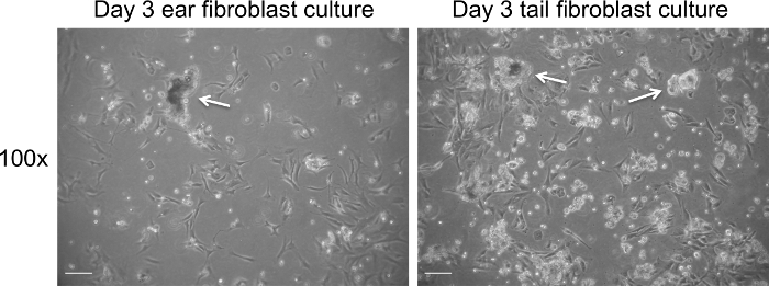 Fibroblast culture microscopy, 100x, comparing day 3 ear and tail cell growth, cellular morphology.