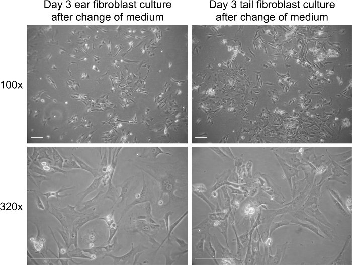 Fibroblast culture microscopy at 100x and 320x, ear vs. tail, after medium change, cell growth analysis.
