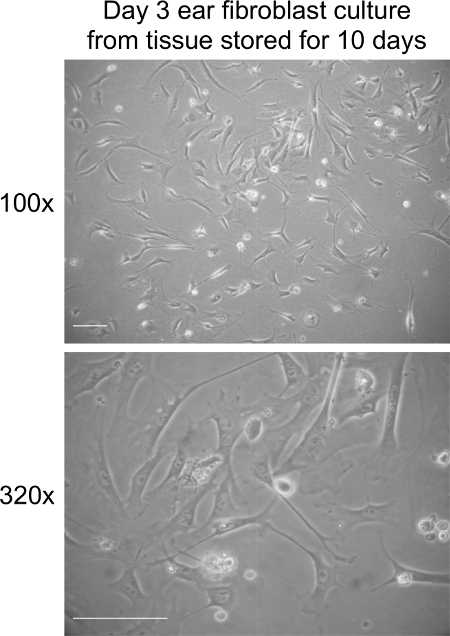 Ear fibroblast culture microscopy, day 3, 100x and 320x magnification, cell proliferation analysis.