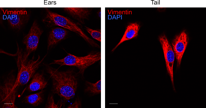 Fluorescence microscopy of Vimentin and DAPI-stained cells from ears and tail comparison.