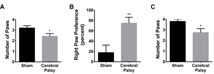 Bar graphs comparing paw count and preference in sham vs cerebral palsy; statistical analysis.