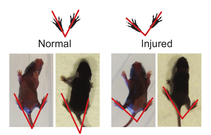 Mouse gait analysis diagram, comparing normal vs injured, red V-lines indicate paw placement.