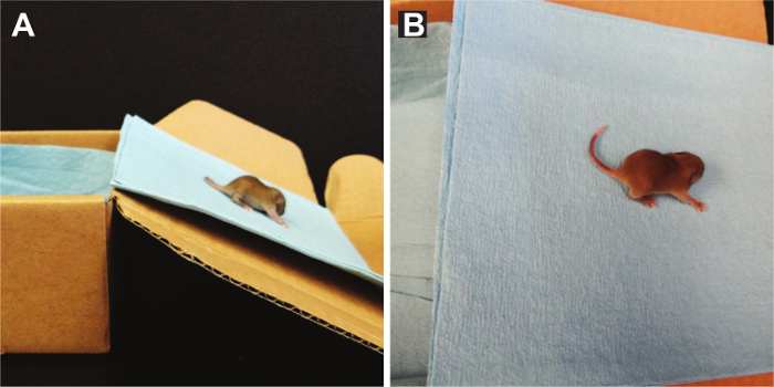 Rodent behavior analysis, mouse on incline plane test, cardboard setup, research experiment.