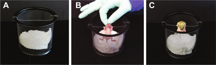 Rodent handling technique in experimental setup; involves gentle restraint in cage, behavioral study.