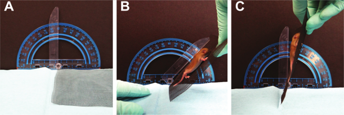 Gecko adhesion study with protractor measuring angles; experimental mechanics diagram.