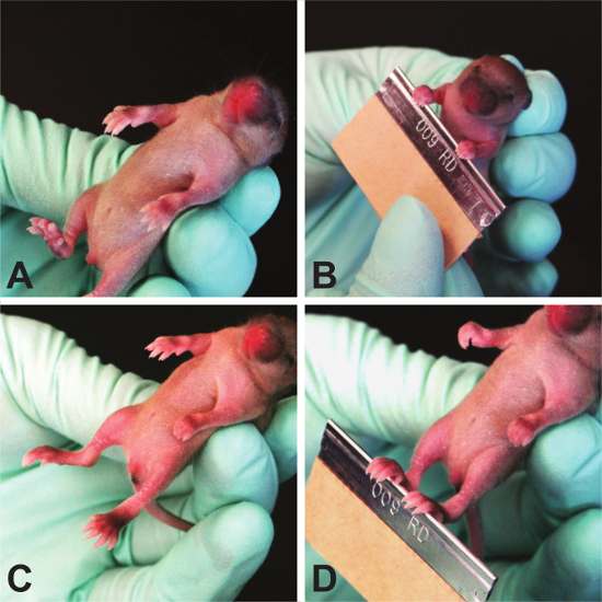 Newborn mouse handling in research, procedure with gloved hands, emphasizing safety protocol.