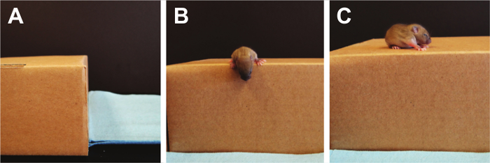 Mouse behavior study, sequential climbing process on cardboard ledge, experimental setup analysis.