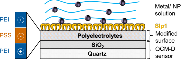 Polyelectrolyte adsorption diagram on QCM-D sensor showing metal/NP solution interaction.