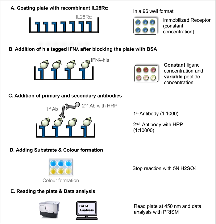 ELISA process diagram: IL28Rα coating, IFNλ binding, antibody addition, color change, data analysis.