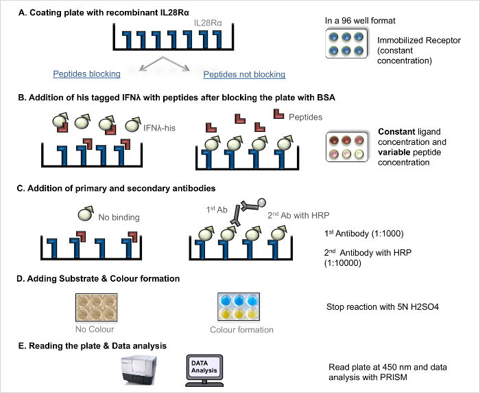 ELISA process diagram: IL28Rα coating, IFNA binding, antibody addition, color change, data analysis.