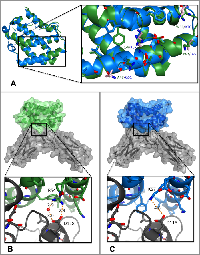 Protein structure interactions diagram; highlights R54, K57 binding sites; molecular modeling.