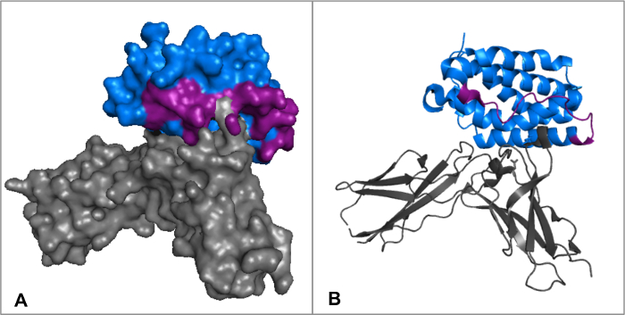 Protein structure diagram, 3D visualization of molecular interaction, educational.