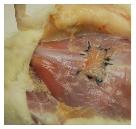 Surgical wound healing experiment, rodent skin incision, biological study, research analysis.