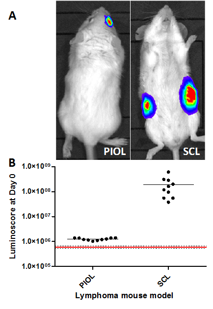Lymphoma mouse model; bioluminescence imaging and graph of tumor luminscore at Day 0 analysis.
