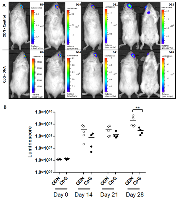 Bioluminescent imaging mouse experiment; luminescence data chart; CpG-DNA analysis; ODN control.