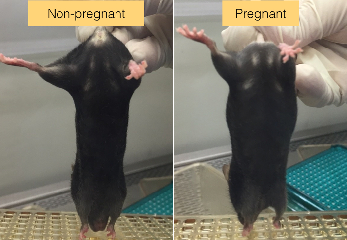 figure-results-1 小鼠妊娠形态学比较、实验装置、生殖生物学研究。