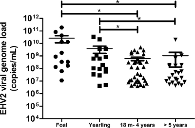 figure-results-8 תרשים פיזור עומס גנום נגיפי EHV2 המציג קבוצות גיל עם סמני ניתוח סטטיסטיים.