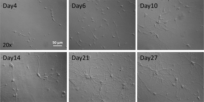 Cell differentiation over 27 days, microscopy images, 20x magnification, developmental biology.