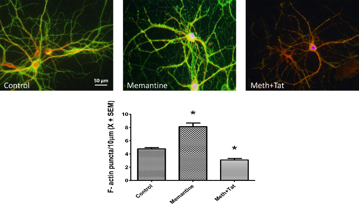 Neuronal imaging and bar graph showing F-actin quantification for control, Memantine, Meth+Tat conditions.