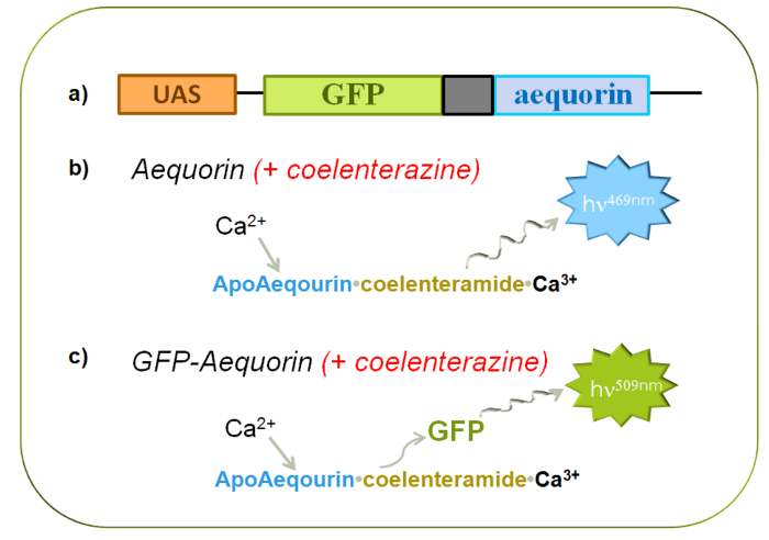 Gene editing diagram: UAS-GFP-aequorin sequence with coelenterazine for Ca2+ signaling and emission.