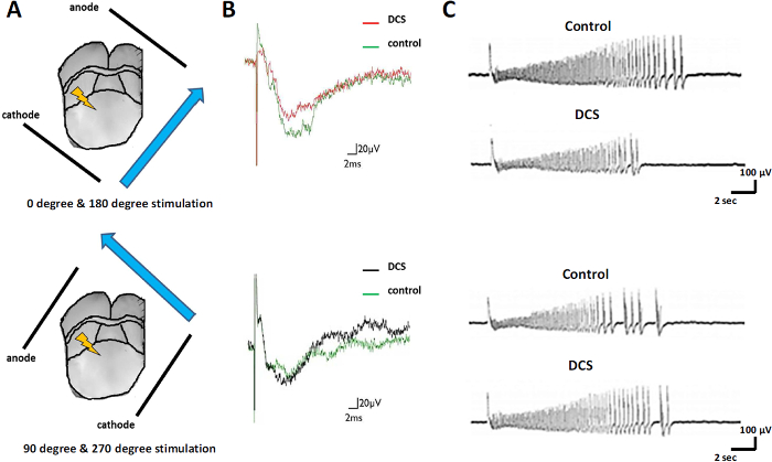 Direct-current Stimulation and Multi-electrode Array Recording of ...