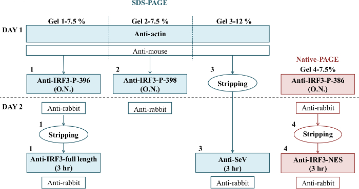 SDS-PAGE and Native-PAGE workflow diagram detailing gel electrophoresis immunoblotting process.