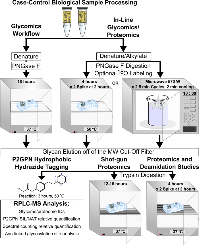 Glycomics proteomics workflow diagram: sample processing, PNGase F digestion, RPLC-MS analysis.
