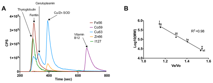 SEC chromatogram of metal species separation and calibration curve for molecular weight analysis.