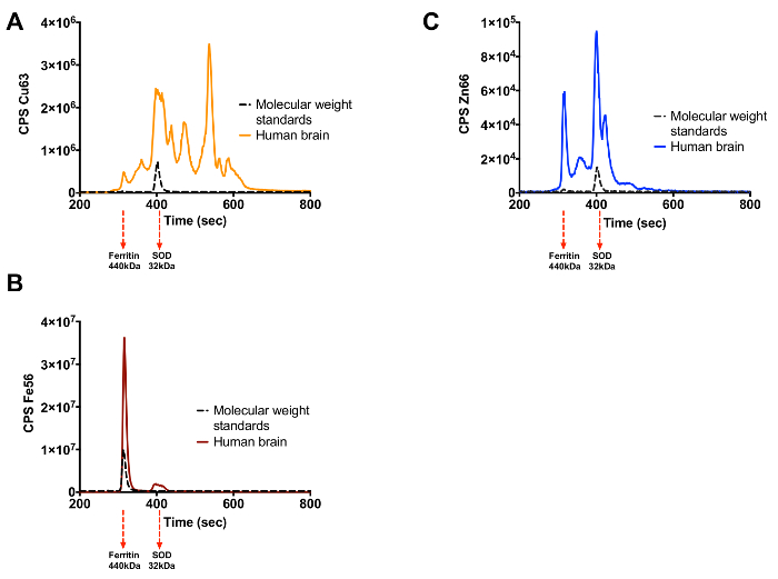 Size-exclusion chromatography graph comparing molecular weight standards and human brain samples.