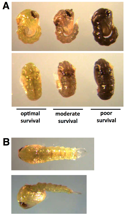 Insect development stages with varying survival rates; specimen analysis for adaptability study.