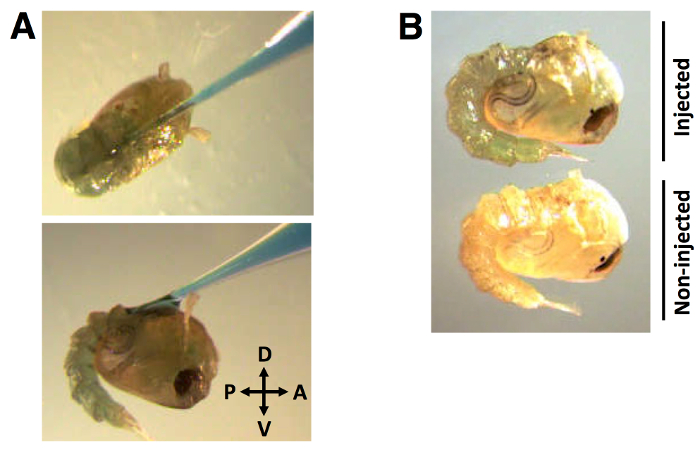 Embryo injection experiment; microscope images compare injected and non-injected samples for study.