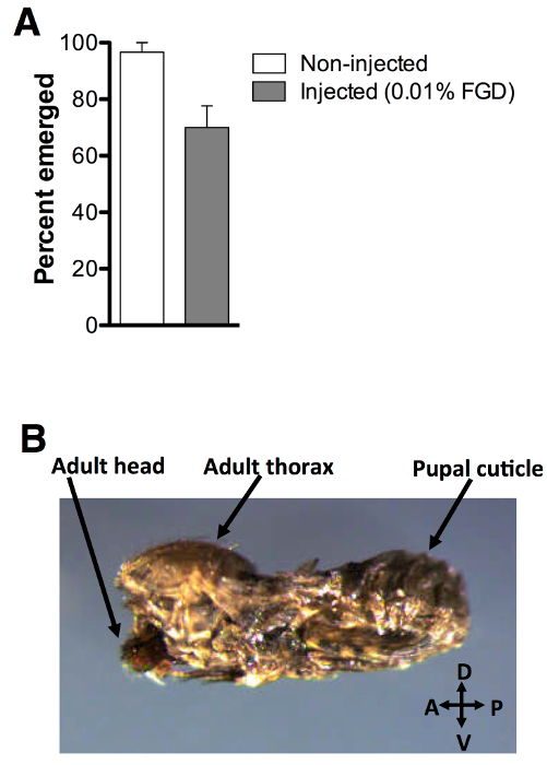 Bar chart of insect emergence after injection; dissected insect anatomy image with labeled regions.